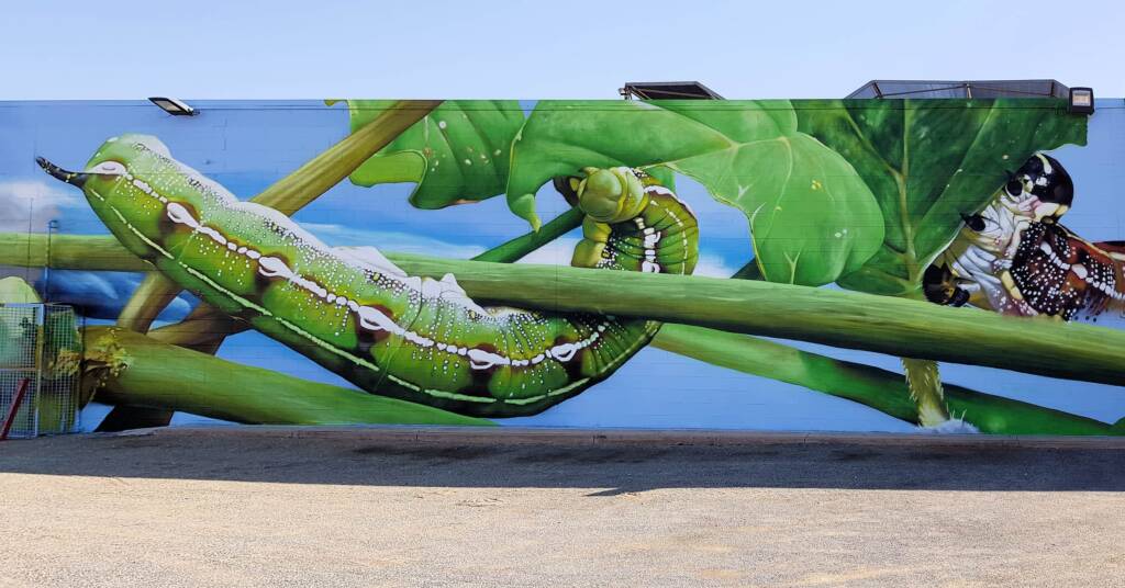 Life Cycle of the Yeperenye Caterpillar - artist Jimmy DVATE