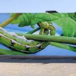 Life Cycle of the Yeperenye Caterpillar - artist Jimmy DVATE
