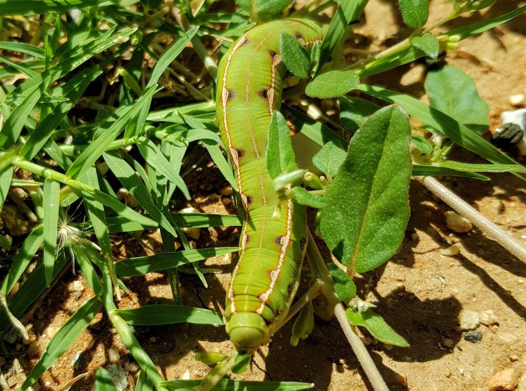 Yeperenye / Yipirinya Caterpillar, Alice Springs, NT