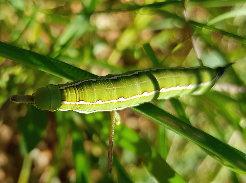 Yeperenye / Yipirinya Caterpillar, Alice Springs, NT