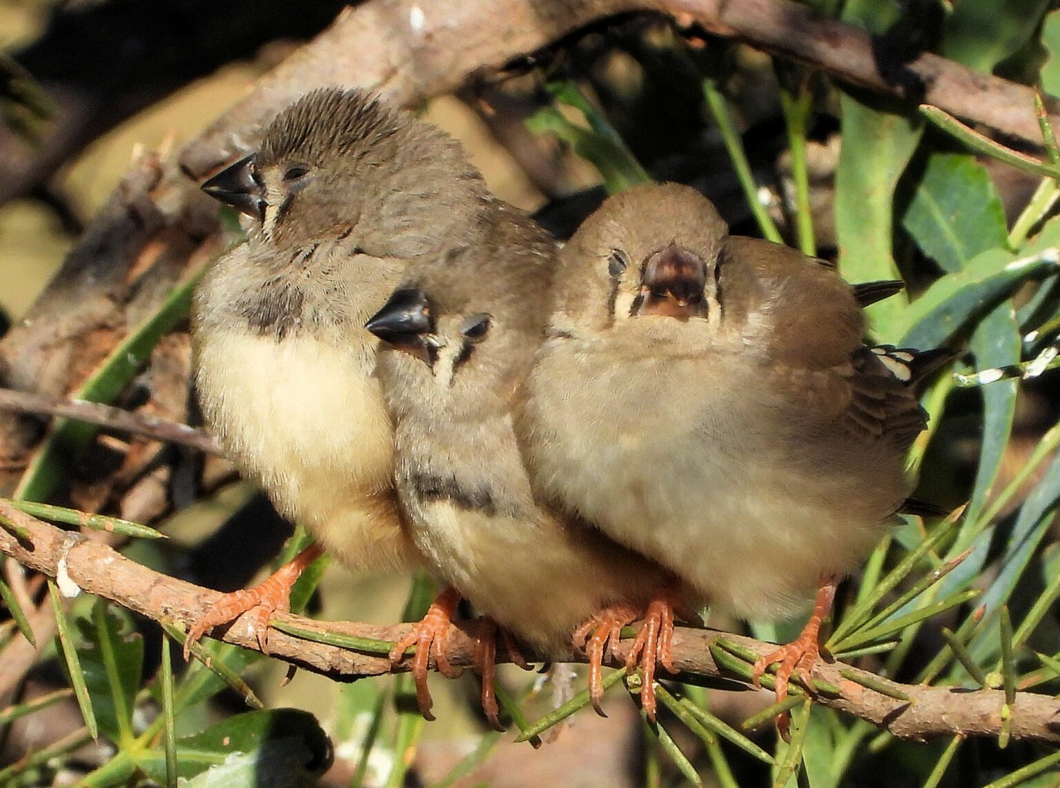 Zebra Finch Ausemade