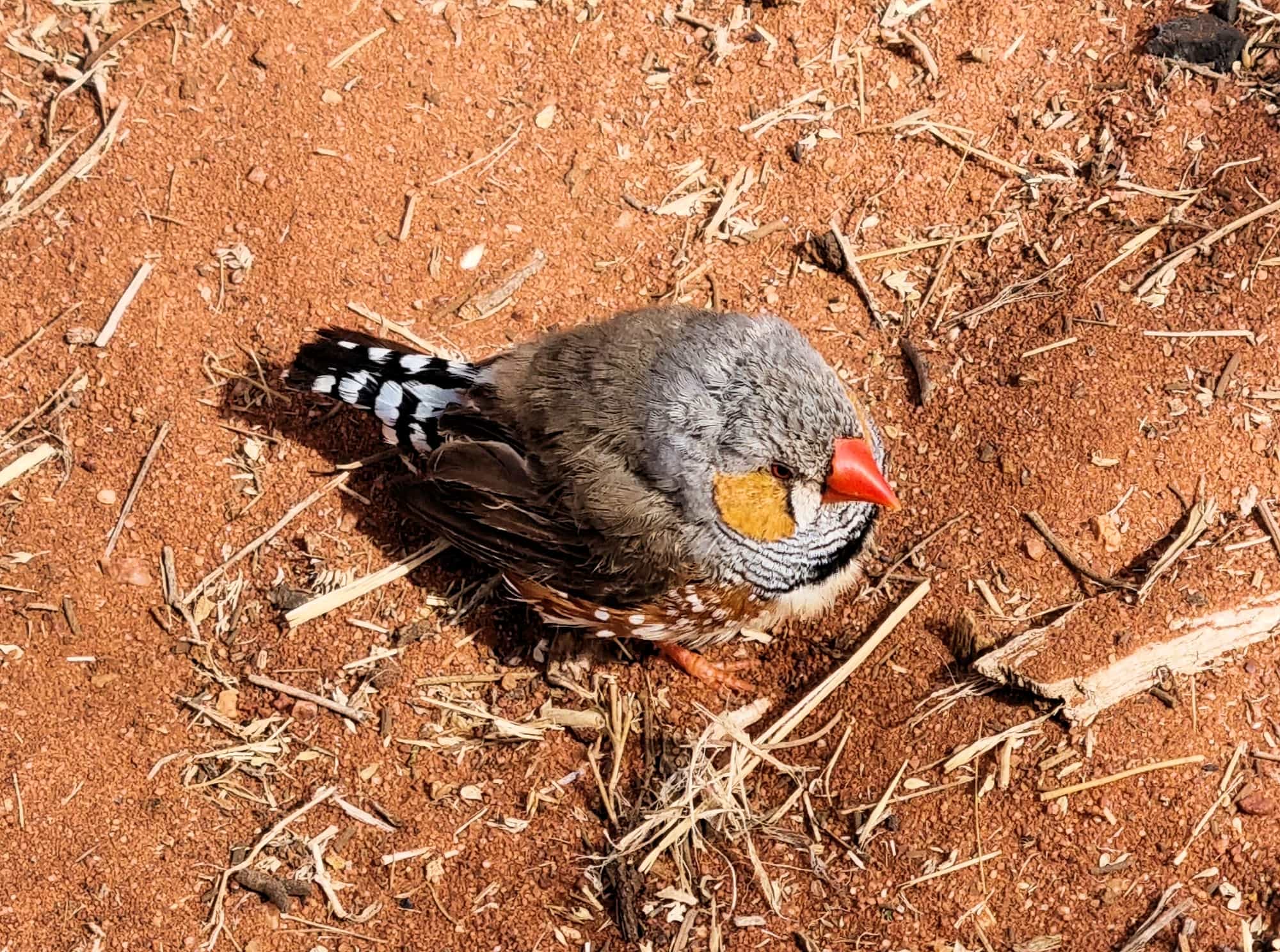 Zebra Finch (Taeniopygia guttata), Newhaven Wildlife Sanctuary © Dorothy Latimer