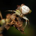 Milky Flower Spider (Zygometis xanthogaster), Brisbane QLD © Stefan Jones