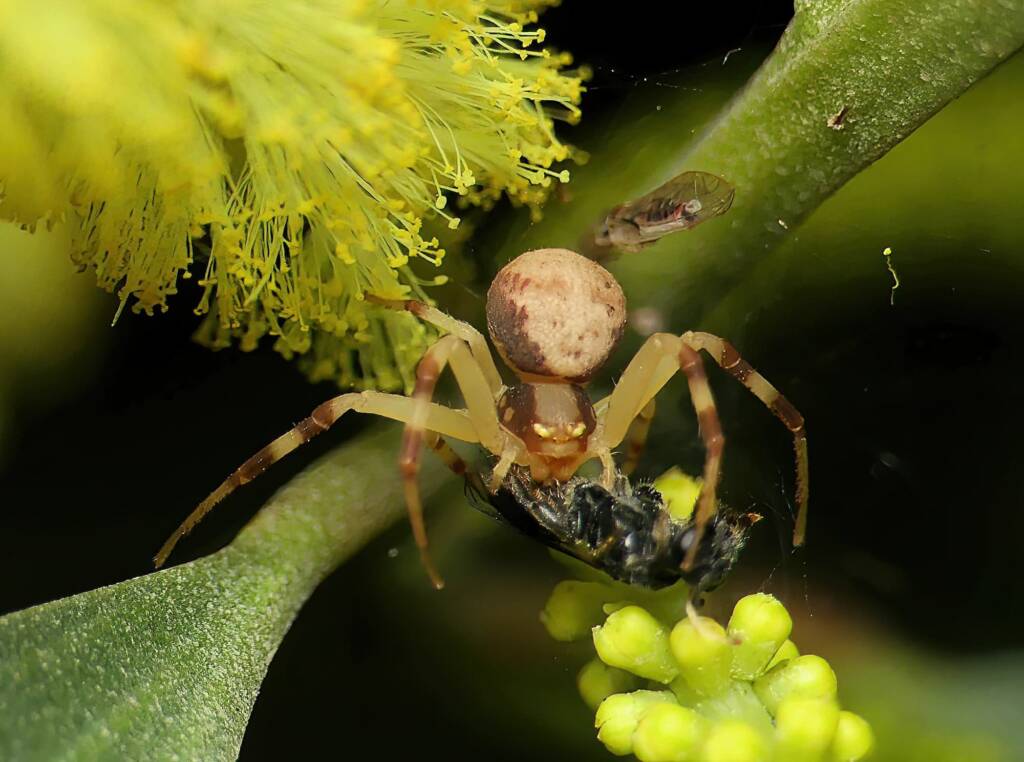Milky Flower Spider (Zygometis xanthogaster), Brisbane QLD © Stefan Jones
